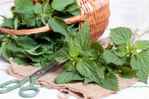 Brandnetelmeststof: voordelen voor sier- en nuttige planten uitgelegd