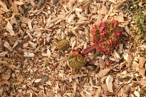 Rabarber planten