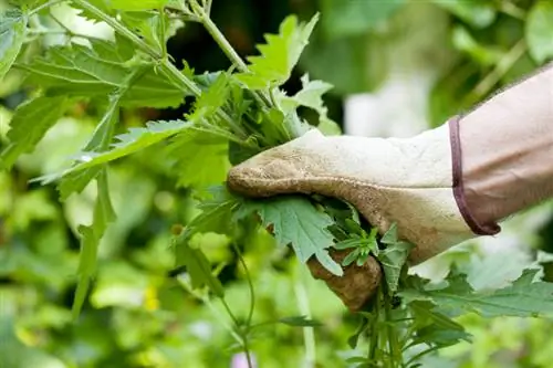 Stinging nettles in the garden? Here's how to get rid of them effectively