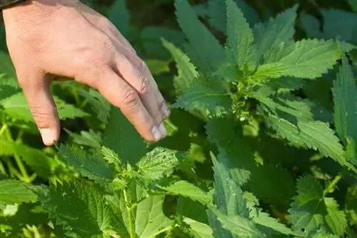 סרפד רעיל: מיתוס או אמת? ניתוח