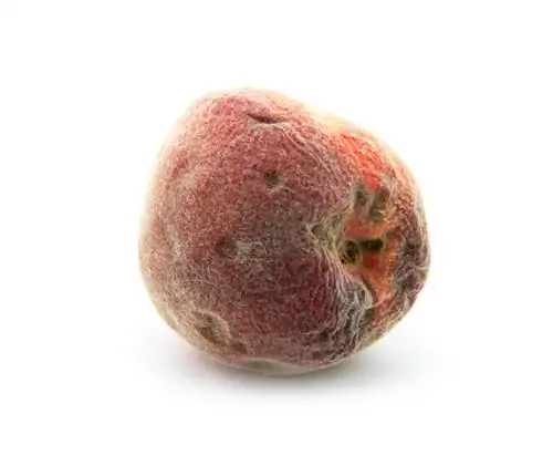 Impeksyon ng fungal ng puno ng peach