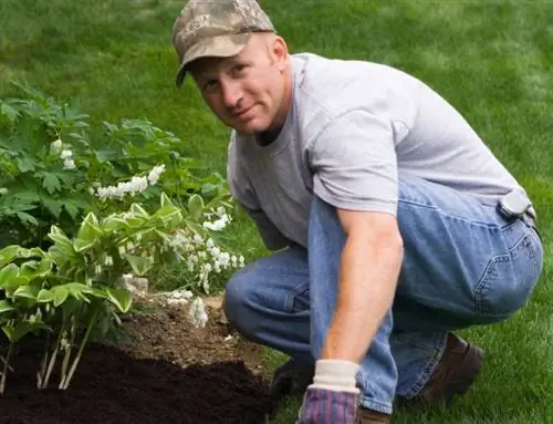 Plant 'n bloeiende hart: ligging, grond en versorgingswenke