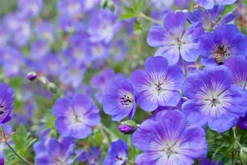 Geranium profil