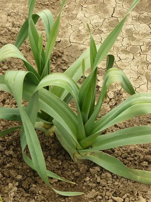 Cultivo de puerros en el jardín: ubicación, época de siembra y cuidados