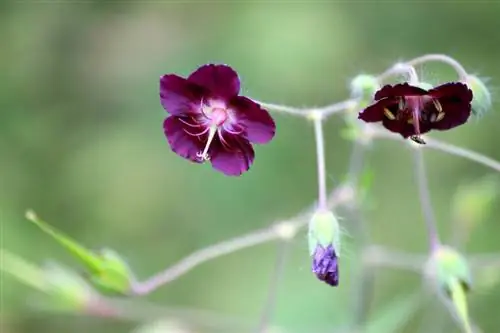 Geranium qhov chaw