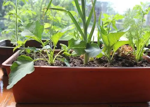 Recogiendo lechuga en los balcones: así podrás cosechar con éxito tu propia lechuga