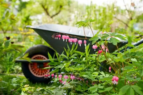 Cuidando un corazón sangrante: consejos para una planta magnífica