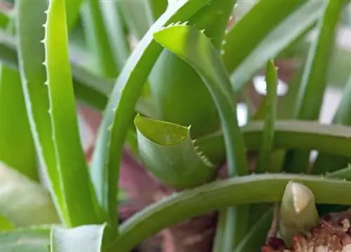 Quanto velocemente cresce l'aloe vera?