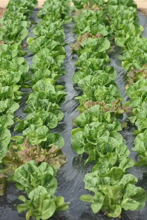 Kuvuna lettuce: Hivi ndivyo jinsi ya kuifanya kwa usahihi na kwa upole