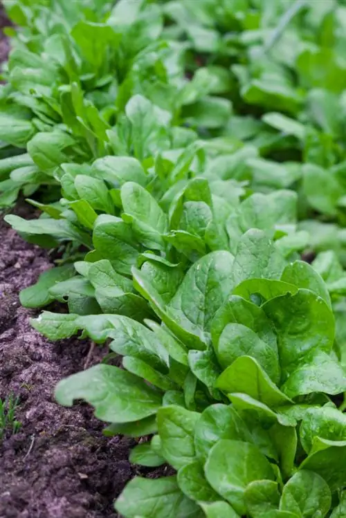 Planting lettuce: varieties, cultivation and care tips