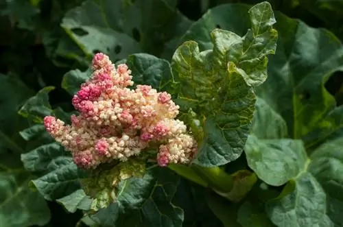 Tshem tawm rhubarb blossoms