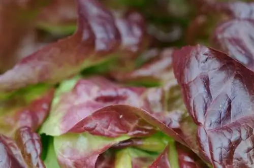 Xaiv lettuce ntau yam: Tshawb nrhiav ntau yam rau koj lub vaj