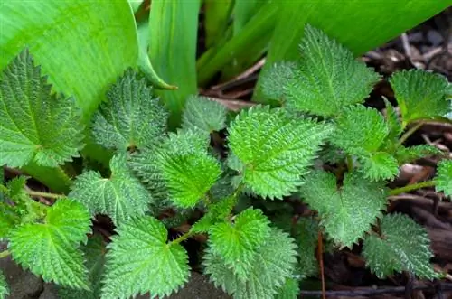 Planting nettle: Ideal for harvest, tea and manure