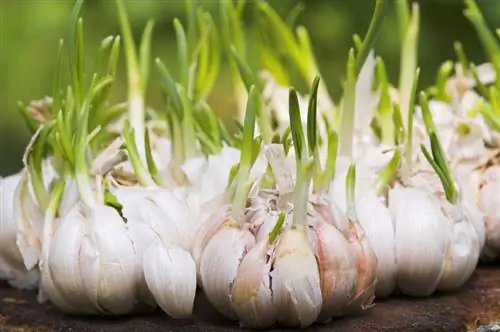 Cultivo de ajo: instrucciones sencillas para balcones y camas