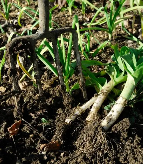 Harvest leeks