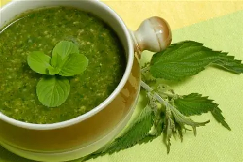 Stinging nettle recipes: skillfully combine benefits and taste