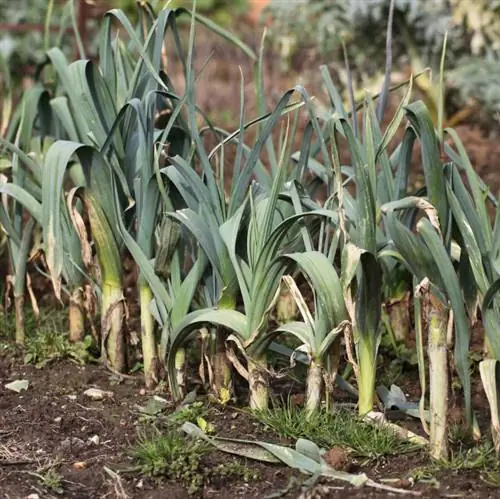 Mantenga alejadas con éxito las plagas del puerro: así es como funciona