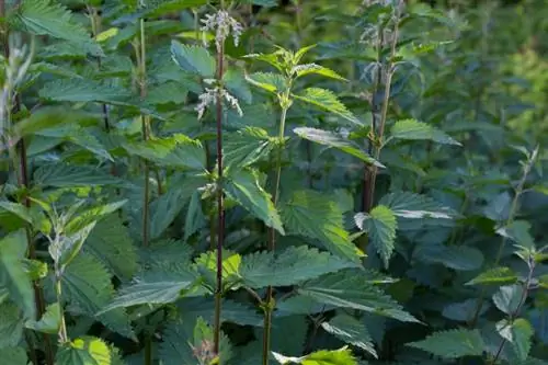 Nitrojeni ya nettle inayouma