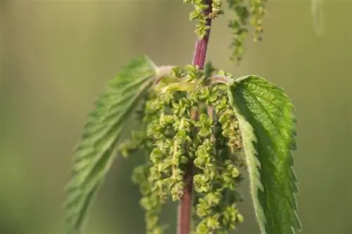 Nakakatusok na mga buto ng nettle