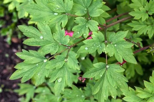 Bleeding heart winter