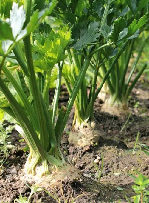 Kilimo cha celeriac