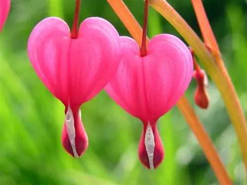 Période de floraison du Bleeding Heart : Quand montre-t-il sa splendeur ?