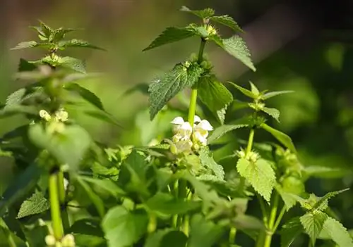 Planta semblant a l'ortiga morta