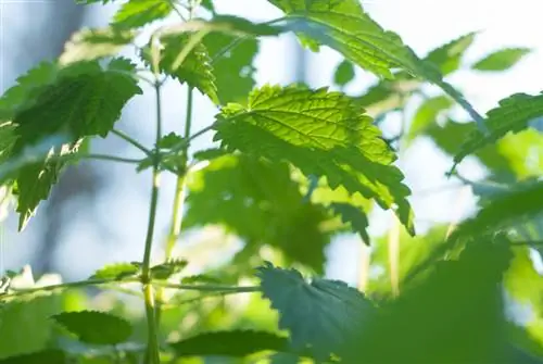 Perfil de la ortiga: Todo lo que necesitas saber sobre la planta medicinal