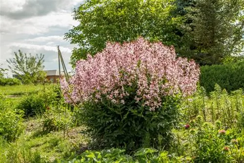 Dittany succesvol planten: welke locatie heeft hij het liefst?