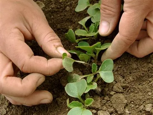 planta de rábano