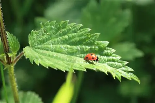 Nywele zinazouma za nettle