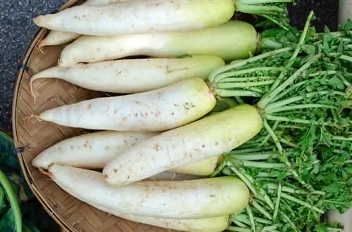 Harvest radish