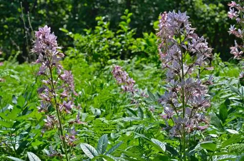 Dittany dans le jardin : Quels soins sont vraiment nécessaires ?