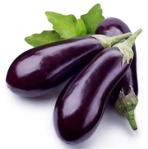 Aubergines oogsten