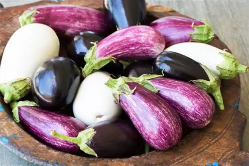 Eggplant ntau yam: ntau yam xim, duab thiab saj