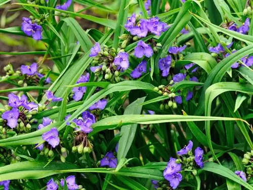 Tradescantia жайгашкан