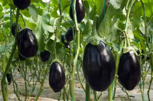 Aubergines in de kas