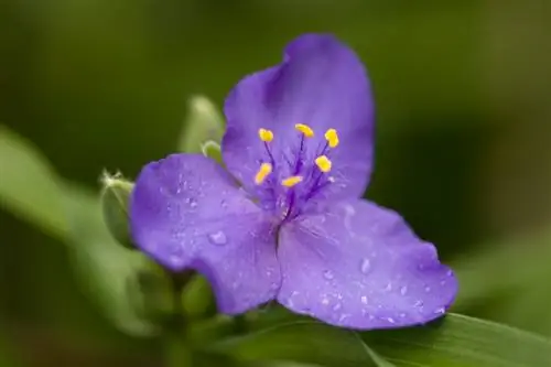 Vann tremesterblomsten