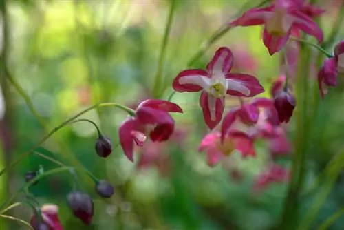 emplacement de la fleur elfe