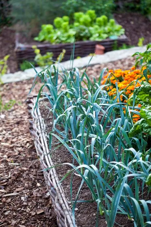 Prei in de tuin: tips voor teelt, verzorging en vermeerdering