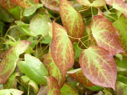 Flor de elfo: ¿venenosa o inofensiva? Manejo seguro en el jardín