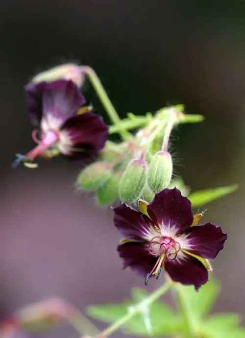 Cranesbill a l'ombra: quina espècie prospera millor?