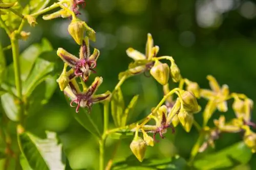 Elf flower: Optimalna njega za bogato cvijeće