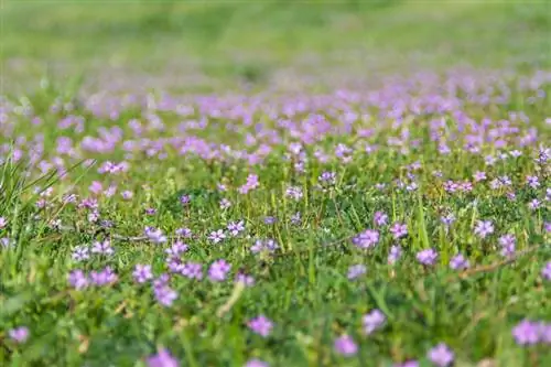 Cranesbill di taman: rumpai atau tumbuhan hiasan?