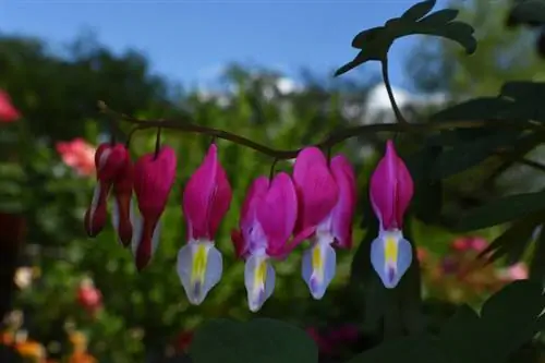 Bloeiende hart: Die perfekte ligging vir hierdie meerjarige ornamentele plant