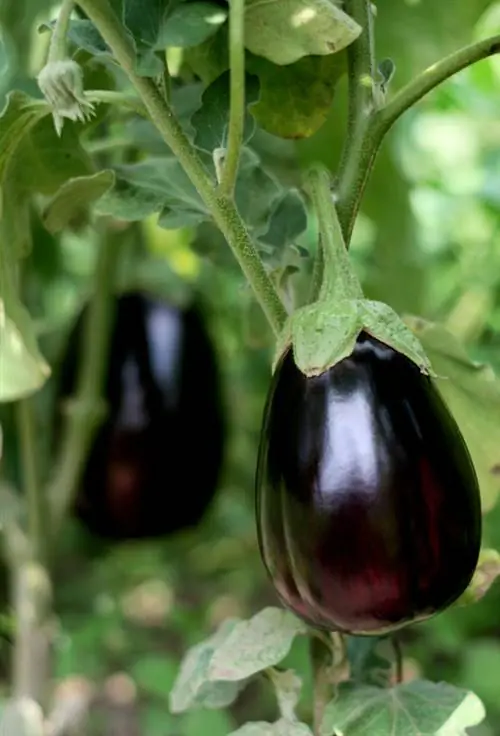 Eggplant care