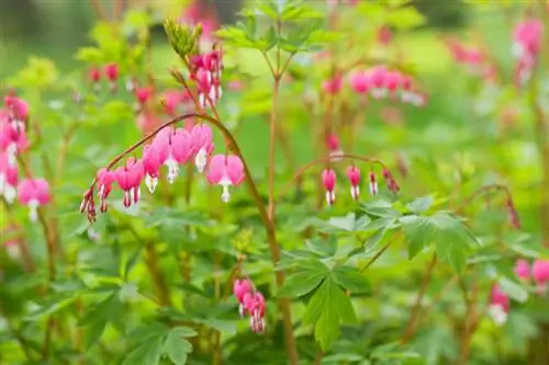 Bleeding heart propagation