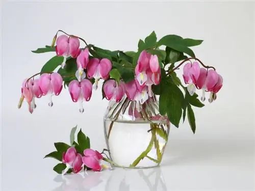 Bleeding heart pruning