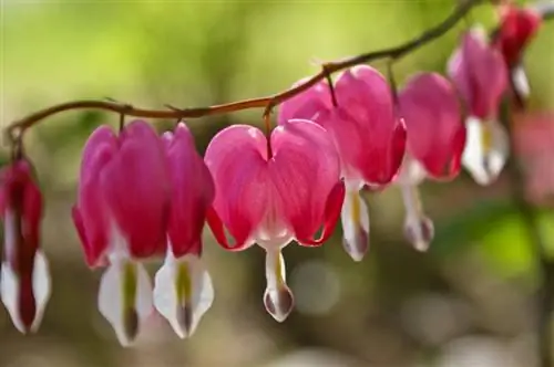 Bleeding Heart: Harvesting seeds and propagation made easy