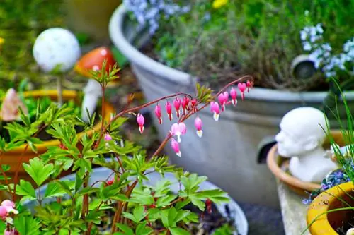 Coeur qui saigne dans le pot